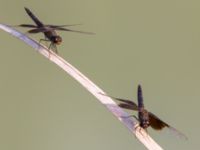 Brachythemis fusciopalliata male Akgöl, Turkey 20120627B 051