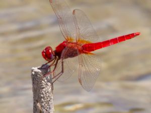 Crocothemis erythraea - Broad Scarlet - Karmintrollslända