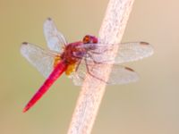 Crocothemis erythraea male Akgöl, Turkey 20120627C 007