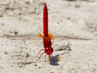 Crocothemis erythraea male Laloumas reservoir, Crete, Greece 20130710B 156