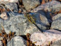 Leucorrhinia albifrons Lärkeröd, Rössjön, Ängelholm, Skåne, Sweden 20130606-395