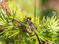 Leucorrhinia albifrons Lärkeröd, Rössjön, Ängelholm, Skåne, Sweden 20130606B-391