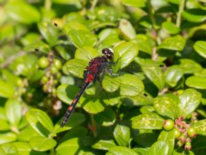 Leucorrhinia dubia - Small Whiteface - Myrtrollslända