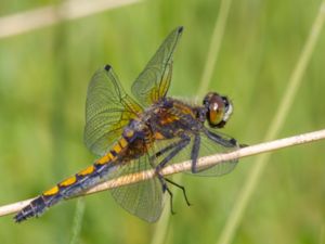 Leucorrhinia pectoralis - Yellow-spotted Whiteface - Citronfläckad kärrtrollslända