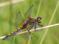 Leucorrhinia pectoralis Stensoffa fuktäng, Lund, Skåne, Sweden 20140601B_0085