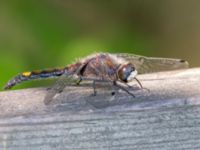 Leucorrhinia pectoralis Stensoffa fuktäng, Lund, Skåne, Sweden 20140601B_0142