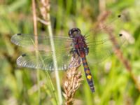 Leucorrhinia pectoralis Stensoffa fuktäng, Lund, Skåne, Sweden 20140601B_0191