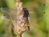 Leucorrhinia pectoralis Stensoffa fuktäng, Lund, Skåne, Sweden 20140601_0027