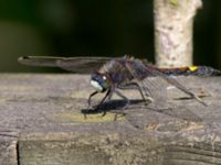 Leucorrhinia pectoralis Stensoffa fuktäng, Lund, Skåne, Sweden 20140601_0119