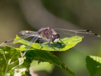 Leucorrhinia pectoralis Stensoffa fuktäng, Lund, Skåne, Sweden 20140601_0146