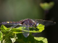 Leucorrhinia pectoralis Stensoffa fuktäng, Lund, Skåne, Sweden 20140601_0147