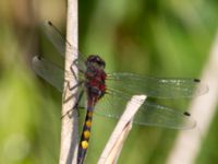 Leucorrhinia pectoralis Stensoffa fuktäng, Lund, Skåne, Sweden 20140601_0151