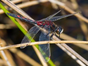 Leucorrhinia rubicunda - Ruby Whiteface - Nordisk kärrtrollslända