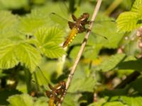 Libellula depress female Sege å, A-området, Almåsa, Malmö, Skåne, Sweden 20220515_0121