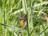 Libellula depressa Husie mosse, Malmö, Skåne, Sweden 20240511_0085