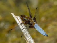 Libellula depressa ad male Ödammen, Öresundsparken, Ribersborg, Malmö, Skåne, Sweden 20180525_0062