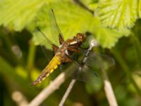 Libellula depressa female Sege å, A-området, Almåsa, Malmö, Skåne, Sweden 20220515_0097