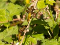 Libellula depressa female Sege å, A-området, Almåsa, Malmö, Skåne, Sweden 20220515_0108