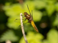 Libellula depressa female Sege å, A-området, Almåsa, Malmö, Skåne, Sweden 20220515_0112