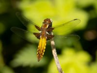 Libellula depressa female Sege å, A-området, Almåsa, Malmö, Skåne, Sweden 20220515_0116