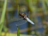 Libellula depressa male Toarpsdammen, Malmö, Skåne, Sweden 20190621_0027