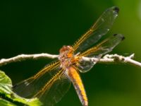 Libellula fulva juv female Natthall, Klippan, Skåne, Sweden 20130606-291