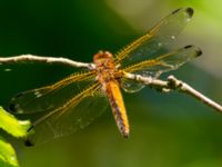 Libellula fulva juv female Natthall, Klippan, Skåne, Sweden 20130606B-295