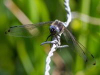 Libellula fulva male Gunnaröd, Eslöv, Skåne, Sweden 20130608B-116