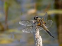 Libellula quadrimaculata Björkadammen, Malmö, Skåne, Sweden 20150804B_0023