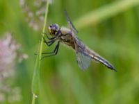 Libellula quadrimaculata Bråfors, Norberg, Västmanland, Sweden 20150705_1011