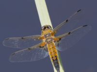 Libellula quadrimaculata Fågeltornet, Klagshamns udde, Malmö, Skåne, Sweden 20240512_0141