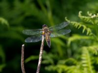 Libellula quadrimaculata Fjärilsvägen, Grinduga, Gävle, Gästrikland, Sweden 20150705_1154