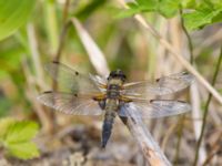 Libellula quadrimaculata Fjärilsvägen, Grinduga, Gävle, Gästrikland, Sweden 20150705_1305