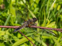 Libellula quadrimaculata Lilla kalkbrottet, Klagshamns udde, Malmö, Skåne, Sweden 20140530_0104