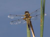 Libellula quadrimaculata Norra Vintriedammen, Malmö, Skåne, Sweden 20150806_0049