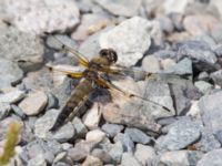 Libellula quadrimaculata Reflection Lake, Anchorage, Alaska, USA 20140623_0508