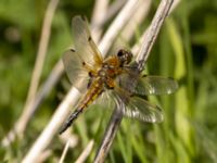 Libellula quadrimaculata Sege å, B-området, Almåsa, Malmö, Skåne, Sweden 20220515_0064