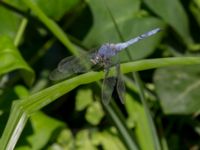 Orthetrum brunneum male Botanical garden, Yalta, Crimea, Russia 20150916_0112