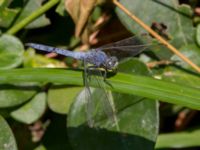 Orthetrum brunneum male Botanical garden, Yalta, Crimea, Russia 20150916_0113