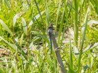 Orthetrum brunneum male Cetina River, Zadvarje, Croatia 20170807B_1942