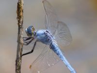 Orthetrum brunneum male Laloumas reservoir, Crete, Greece 20130710B 035