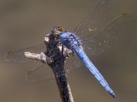 Orthetrum brunneum male Laloumas reservoir, Crete, Greece 20130710B 218