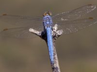 Orthetrum brunneum male Laloumas reservoir, Crete, Greece 20130710B 224