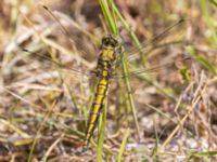 Orthetrum cancellatum Fuktängen, Klagshamns udde, Malmö, Skåne, Sweden 20230612_0003