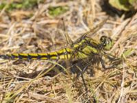 Orthetrum cancellatum Fuktängen, Klagshamns udde, Malmö, Skåne, Sweden 20230612_0006