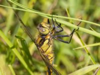 Orthetrum cancellatum Fuktängen, Klagshamns udde, Malmö, Skåne, Sweden 20230612_0012