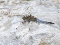 Orthetrum cancellatum Lilla kalkbrottet, Klagshamns udde, Malmö, Skåne, Sweden 20240723_0147