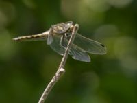 Orthetrum cancellatum Ribersborgsdammen, Ribersborg, Malmö, Skåne, Sweden 20220702_0128