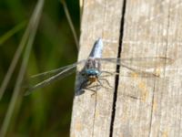 Orthetrum coerulescens ad male Björkadammen, Bunkeflostrand, Malmö, Skåne, Sweden 20190711_0086