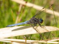 Orthetrum coerulescens ad male Björkadammen, Bunkeflostrand, Malmö, Skåne, Sweden 20190711_0105